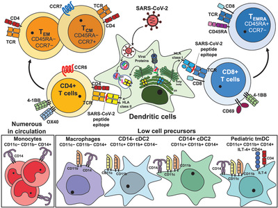 Characterization of SARS-CoV-2 and common cold coronavirus-specific T-cell responses in MIS-C and Kawasaki disease children Issue 1, 2022