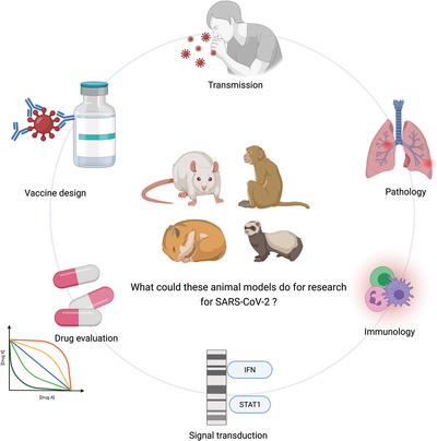 Animal models for SARS-CoV-2 infection and pathology Issue 4, 2021