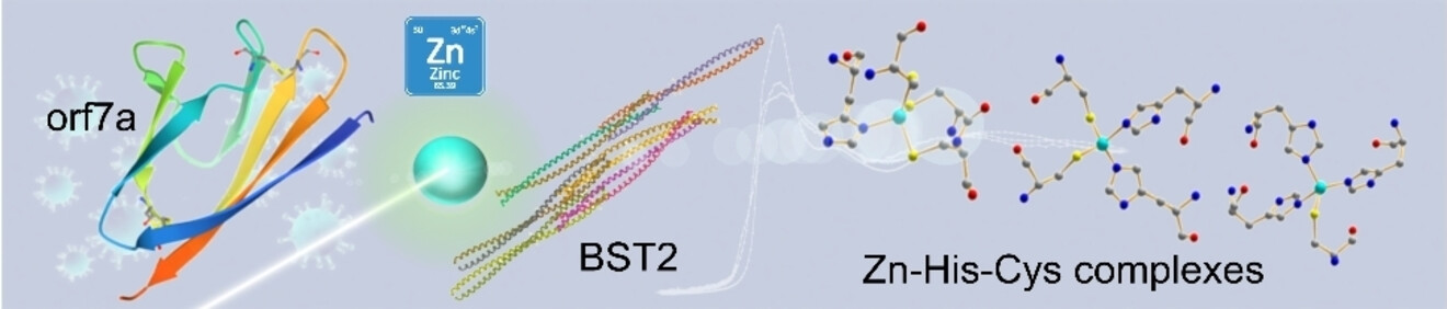 Zn-Induced Interactions Between SARS-CoV-2 orf7a and BST2/Tetherin Issue 11, 2021