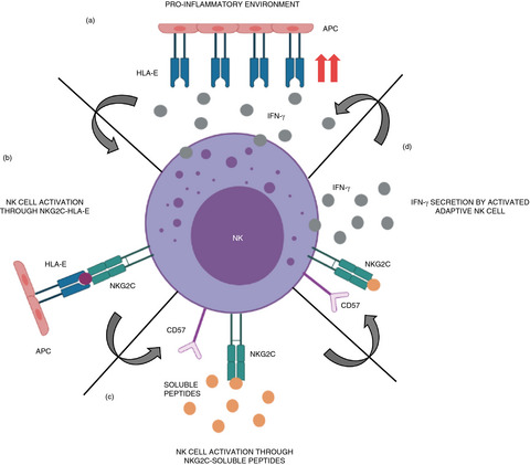 Identifying SARS-CoV-2 ‘memory’ NK cells from COVID-19 convalescent donors for adoptive cell therapy Issue 2, 2022