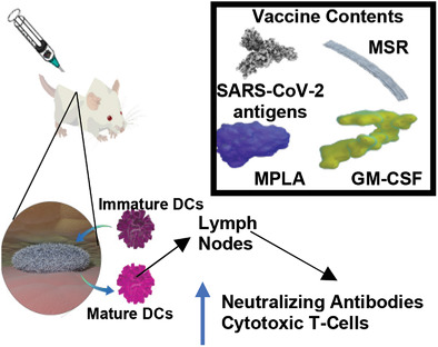 A Modular Biomaterial Scaffold-Based Vaccine Elicits Durable Adaptive Immunity to Subunit SARS-CoV-2 Antigens Issue 22, 2021