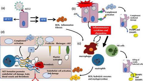 Innate immunity during SARS-CoV-2: evasion strategies and activation trigger hypoxia and vascular damage Issue 2, 2020