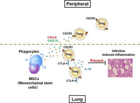 Mesenchymal stem cells prevent overwhelming inflammation and reduce infection severity via recruiting CXCR3+ regulatory T cells Issue 10, 2020