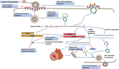 Coronavirus in human diseases: Mechanisms and advances in clinical treatment Issue 3, 2020