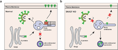 SARS-CoV-2 spike protein harnesses SNX27-mediated endocytic recycling pathway Issue 4, 2021