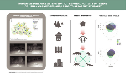Spatiotemporal interactions of a novel mesocarnivore community in an urban environment before and during SARS-CoV-2 lockdown Issue 2, 2022