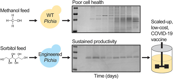 Scalable, methanol-free manufacturing of the SARS-CoV-2 receptor-binding domain in engineered Komagataella phaffii Issue 2, 2022